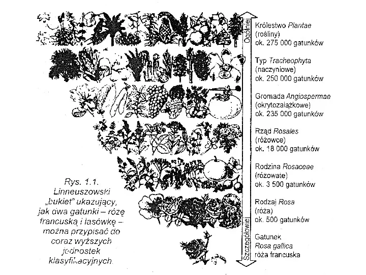 Nazewnictwo i systematyka roślin - Slide 23