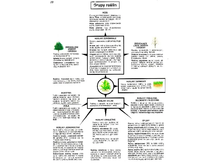 Nazewnictwo i systematyka roślin - Slide 3