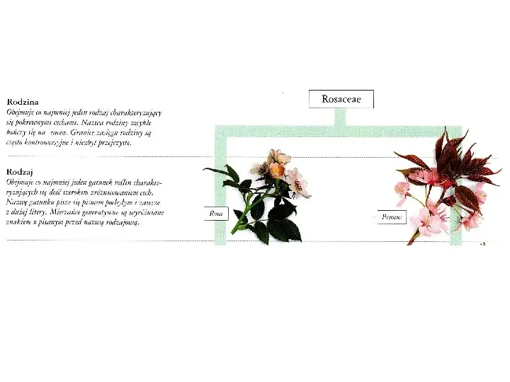 Nazewnictwo i systematyka roślin - Slide 38