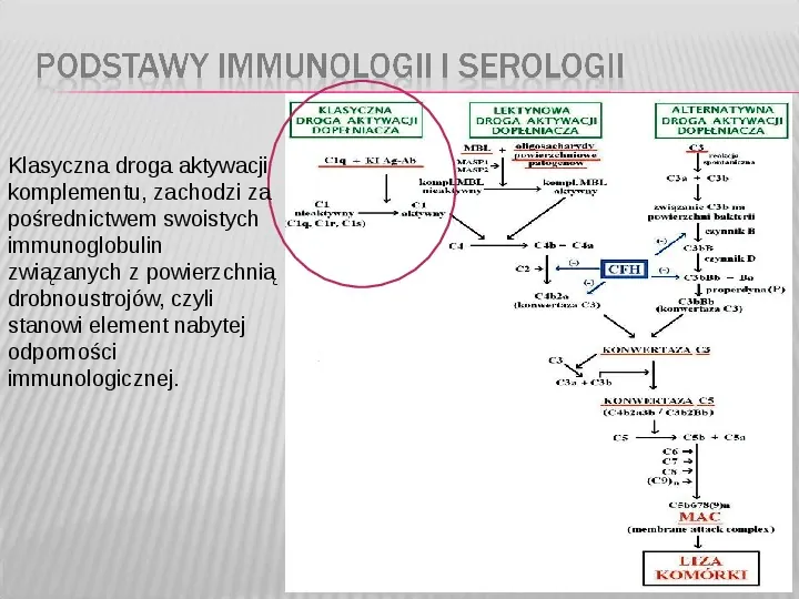 Podstawy immunologii i serologii - Slide 14
