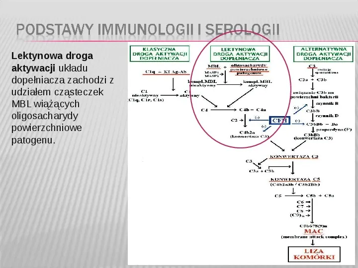 Podstawy immunologii i serologii - Slide 17