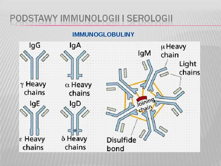 Podstawy immunologii i serologii - Slide 19