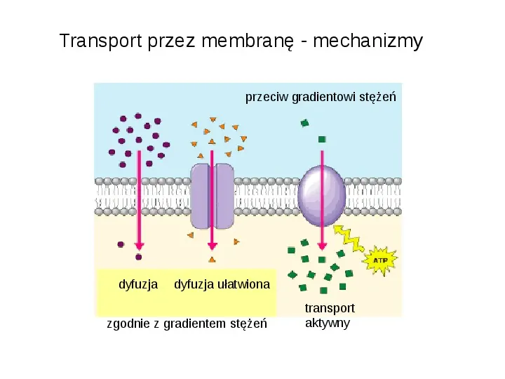Rodzaje transportu Białka - Slide 2