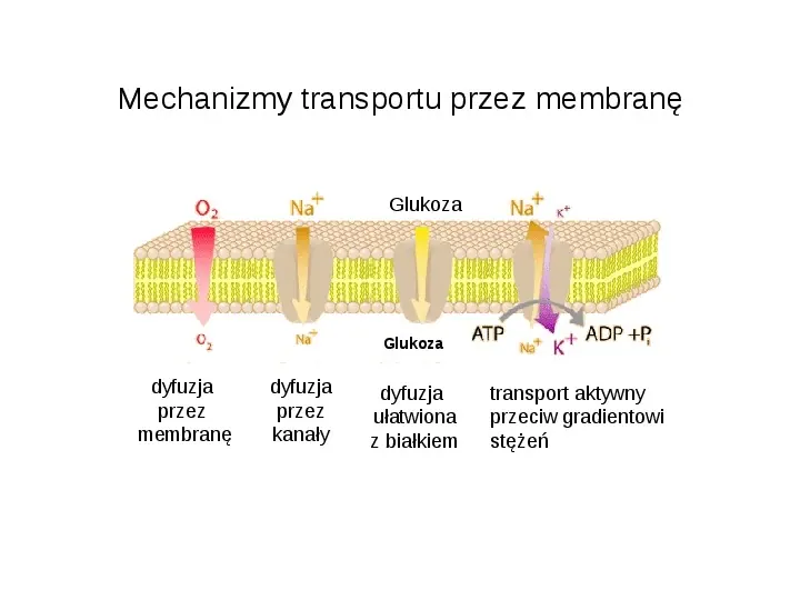 Rodzaje transportu Białka - Slide 4