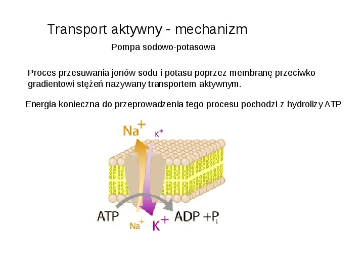 Rodzaje transportu Białka - Slide 5