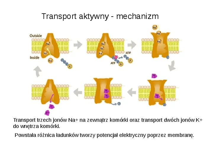 Rodzaje transportu Białka - Slide 6