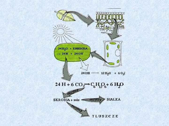 Fotosynteza jako przykład anabolizmu organizmów samożywnych - Slide 5