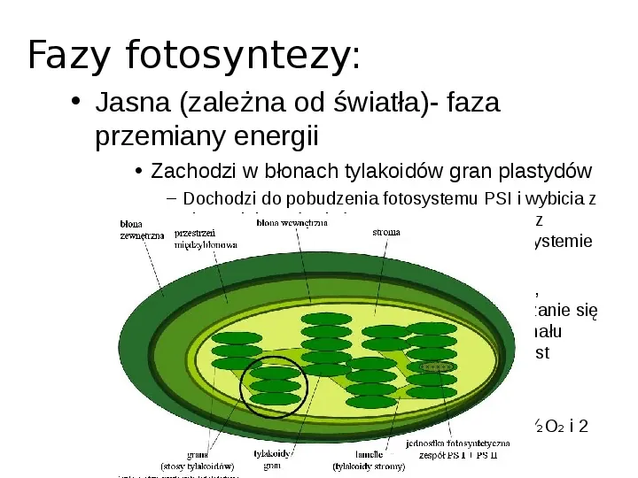 Fizjologia roślin - Slide 8