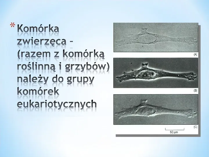 Komórka - podtawowy element życia - Slide 12