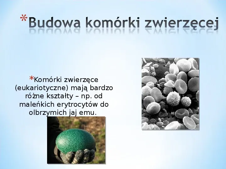 Komórka - podtawowy element życia - Slide 17