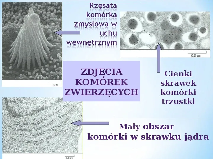 Komórka - podtawowy element życia - Slide 19