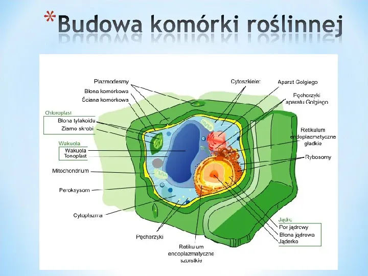 Komórka - podtawowy element życia - Slide 23