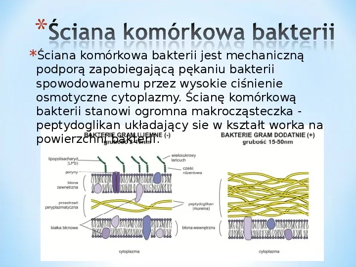 Komórka - podtawowy element życia - Slide 32