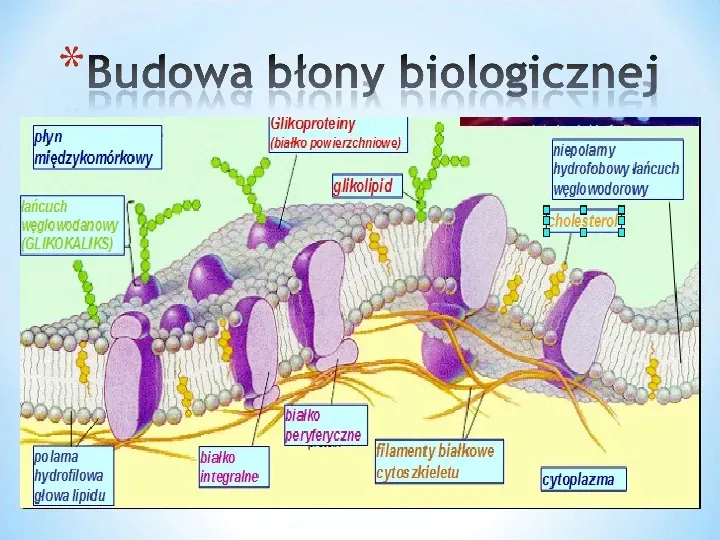 Komórka - podtawowy element życia - Slide 36