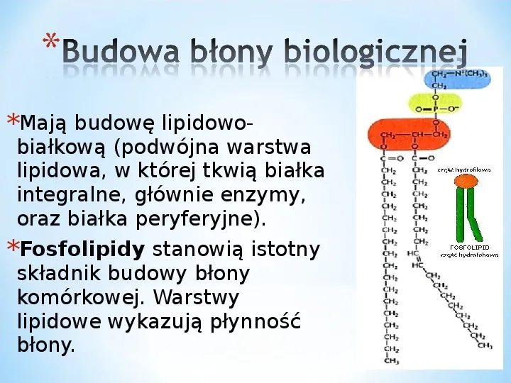 Komórka - podtawowy element życia - Slide 37