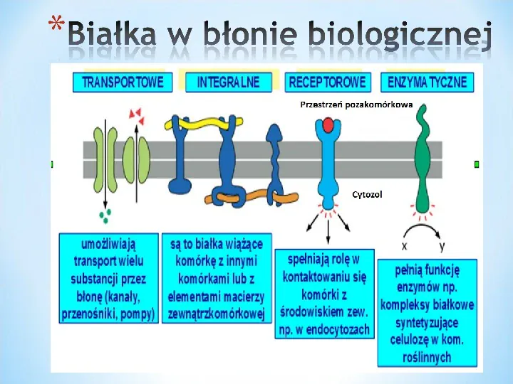 Komórka - podtawowy element życia - Slide 39