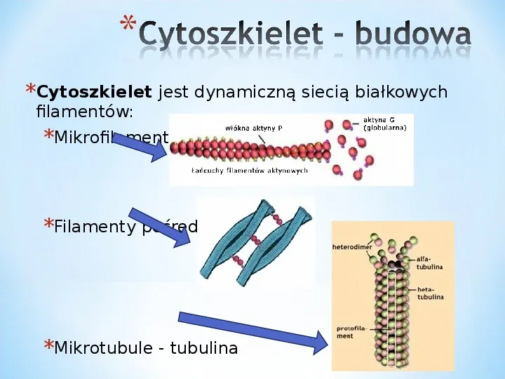 Komórka - podtawowy element życia - Slide 48