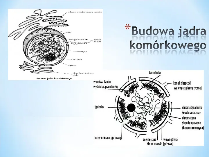 Komórka - podtawowy element życia - Slide 51