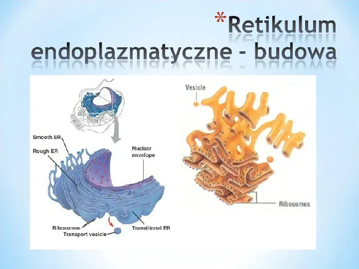 Komórka - podtawowy element życia - Slide 54