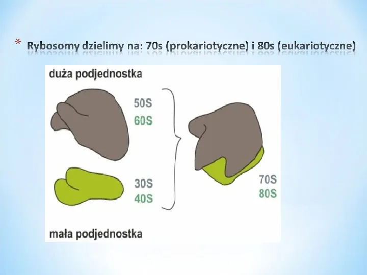 Komórka - podtawowy element życia - Slide 57