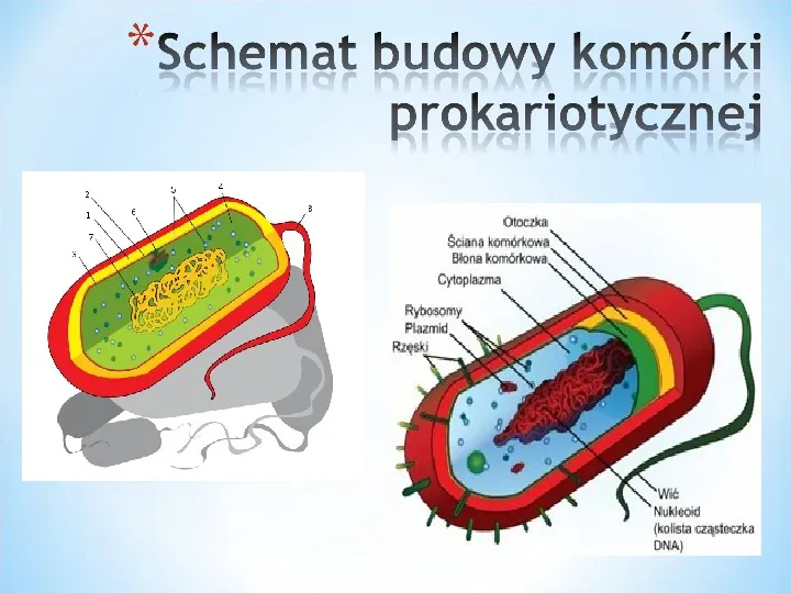 Komórka - podtawowy element życia - Slide 6