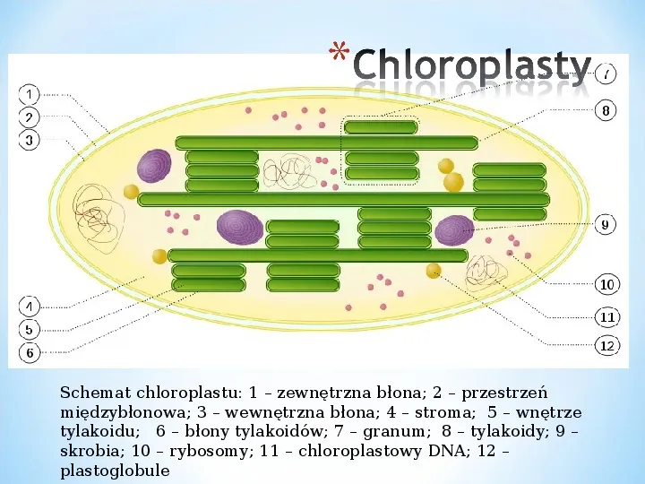 Komórka - podtawowy element życia - Slide 63