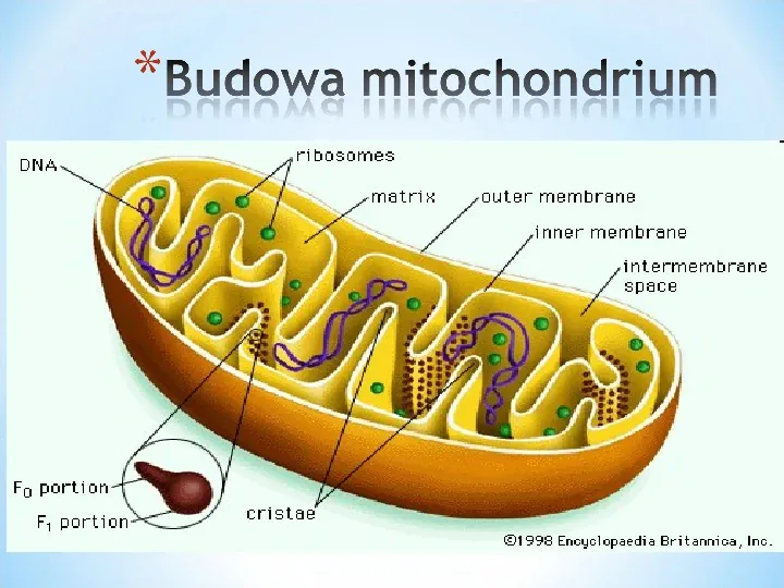 Komórka - podtawowy element życia - Slide 66