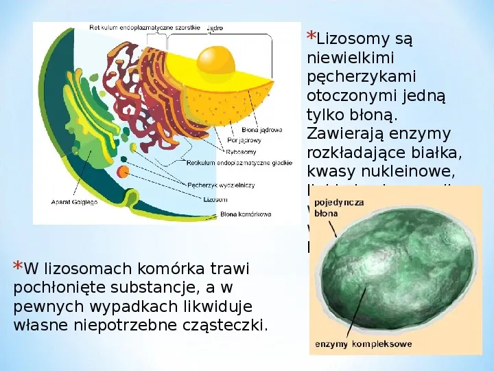 Komórka - podtawowy element życia - Slide 75