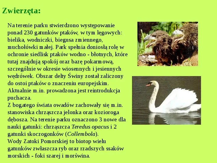 Najważniejsze Parki Narodowe w Polsce i na Świecie - Slide 31