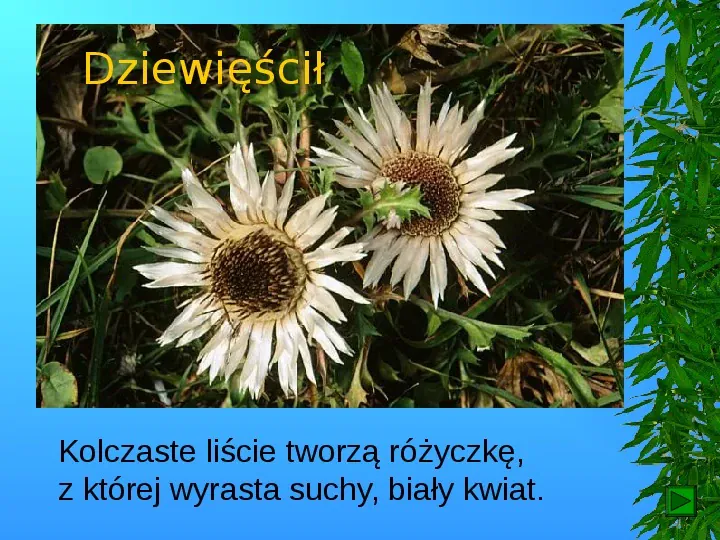 Krajobrazy Polski - Slide 11