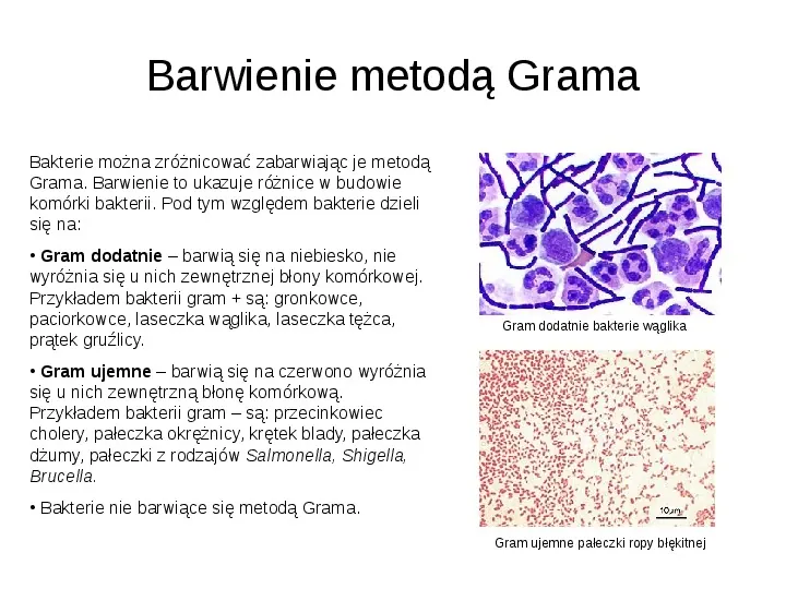 Świat bakterii - Slide 10