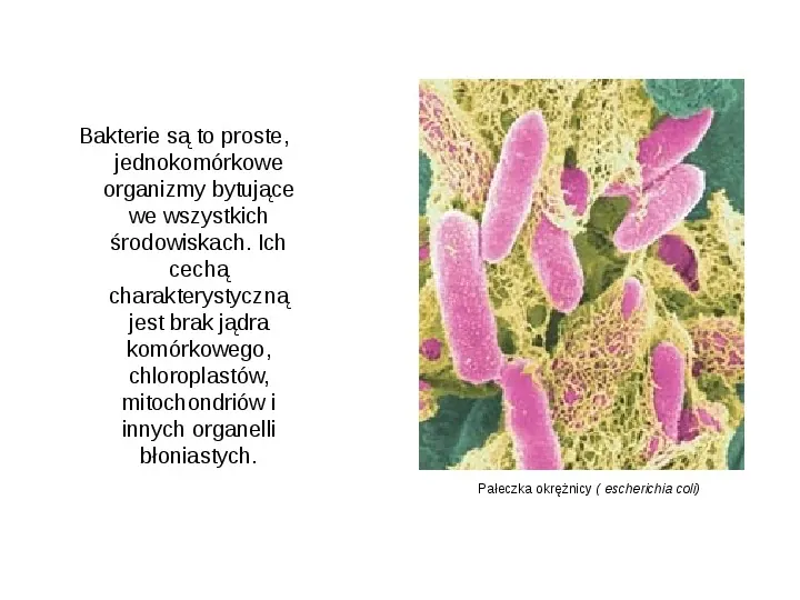 Świat bakterii - Slide 2