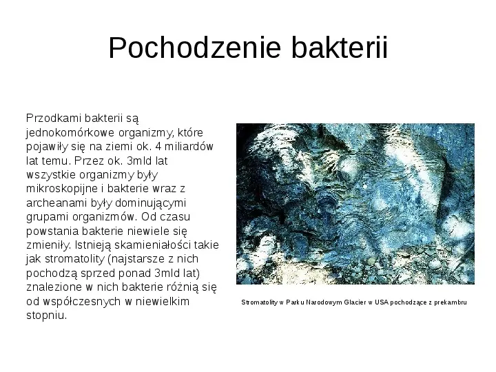 Świat bakterii - Slide 4
