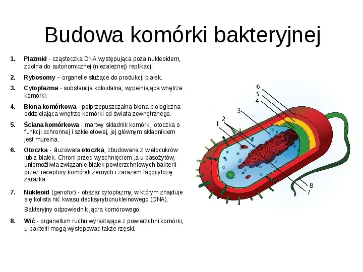 Świat bakterii - Slide 5