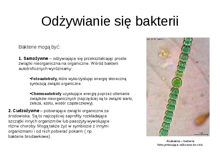 Świat bakterii - Slide 7