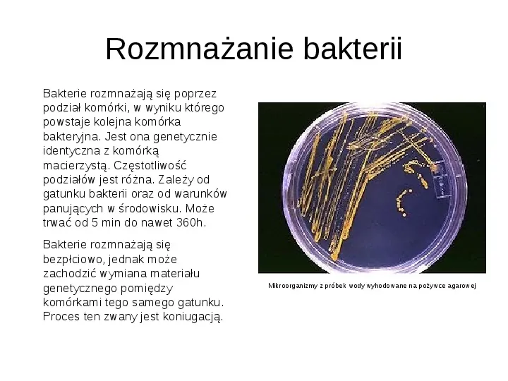 Świat bakterii - Slide 9