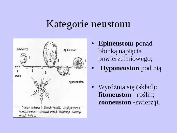 Hydrobiologia Formacje ekologiczne - Slide 41
