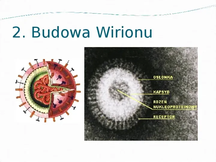 Wirusy - bezkomórkowe formy materii ożywionej - Slide 4