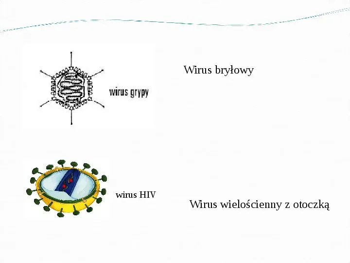 Wirusy - bezkomórkowe formy materii ożywionej - Slide 7