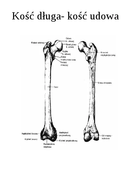 Osteologia - Slide 12