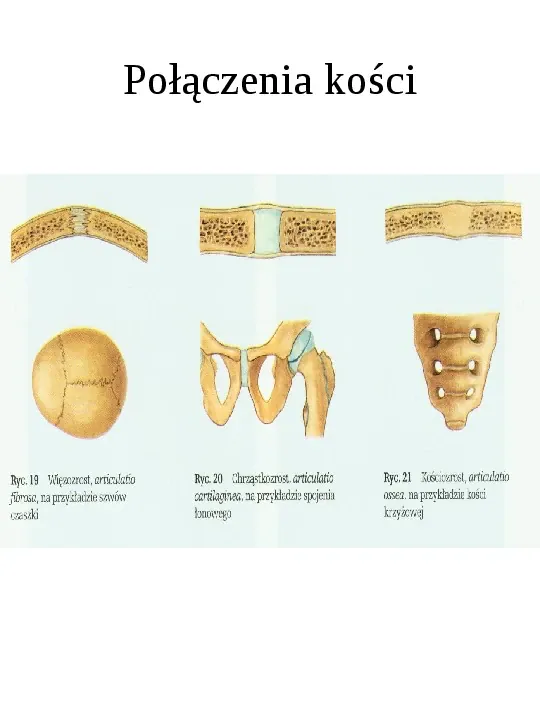 Osteologia - Slide 15