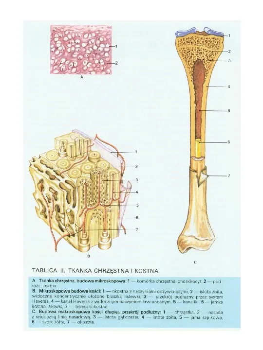 Osteologia - Slide 17