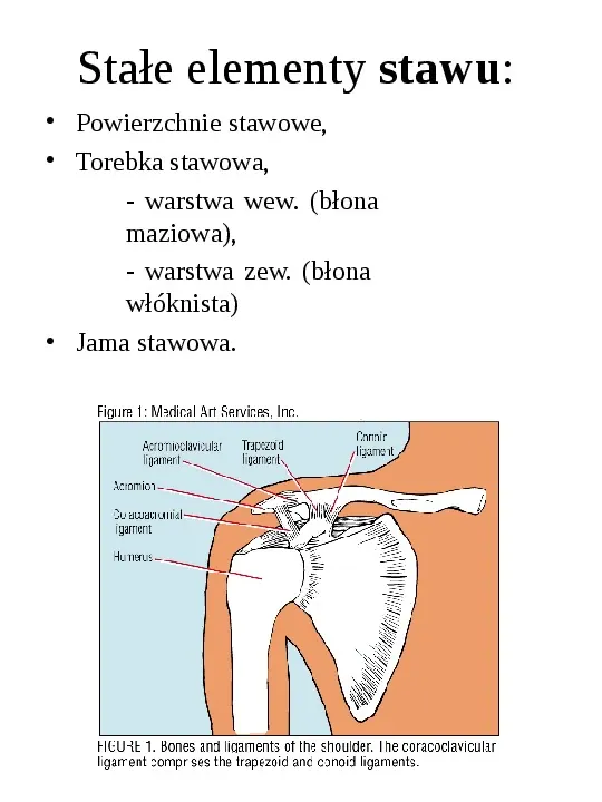 Osteologia - Slide 20