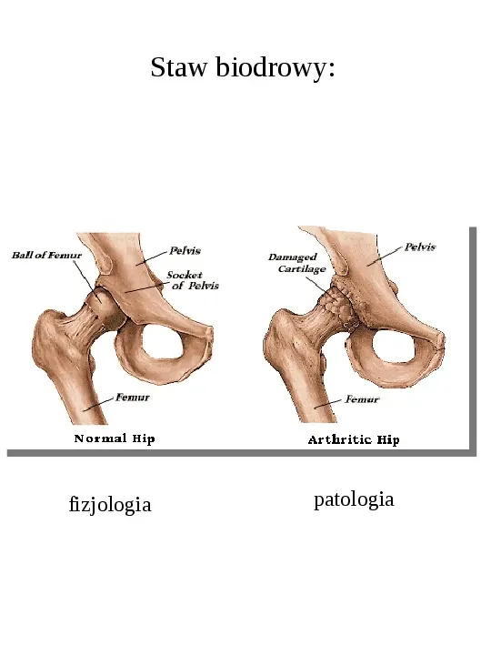 Osteologia - Slide 28