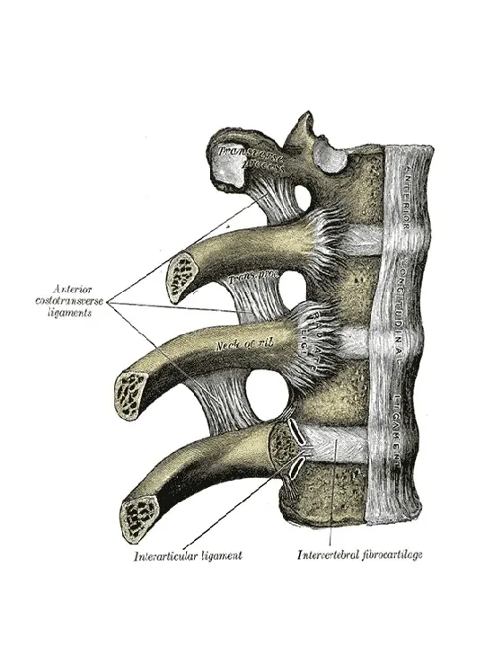 Osteologia - Slide 55