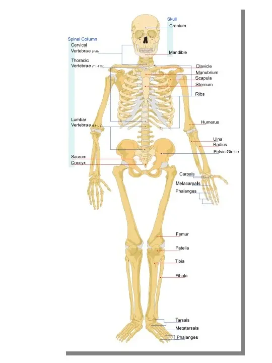 Osteologia - Slide pierwszy