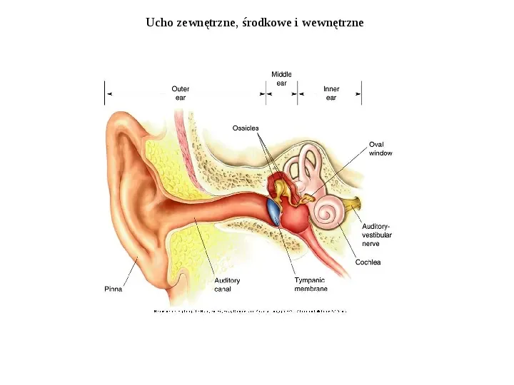 Układ przedsionkowy ucha - Slide 13