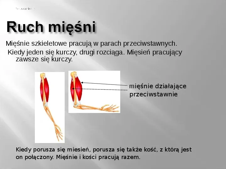 Mięśnie szkieletowe - Slide 10