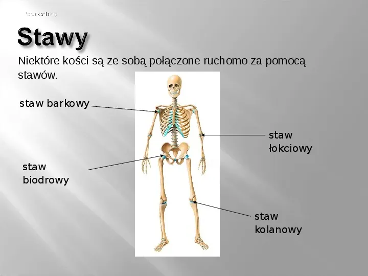 Mięśnie szkieletowe - Slide 11