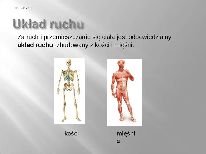 Mięśnie szkieletowe - Slide 3